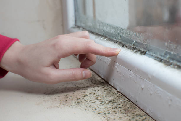 Reliable Town And Country, WA Mold Removal Solutions