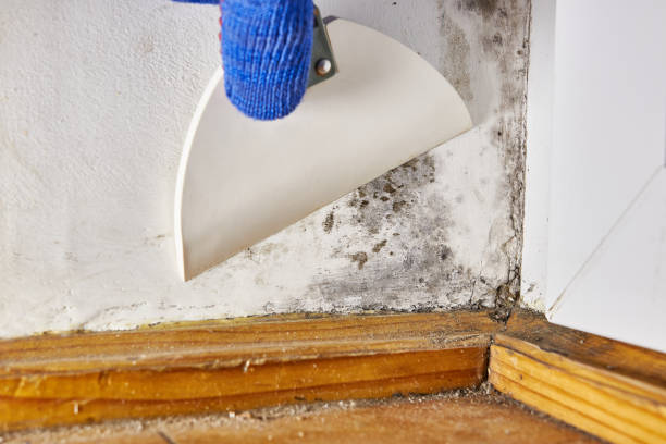 Best Post-Construction Mold Inspection  in Town And Country, WA